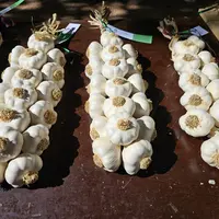 La tresse, un des savoir-faire de la culture de l’ail rose de Billom, inscrit au Patrimoine Culturel Immatériel de la France