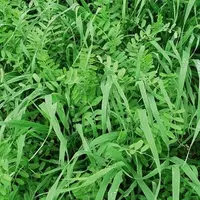 Couvert végétal avoine + vesce