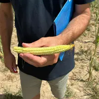 Au GAEC des Chalots, à Lusigny, les maïs sont verts
