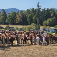 58 bêtes étaient présentes sur le site yssingelais, dont 33 pouliches comtoises et cinq juments et pouliches bretonnes.
