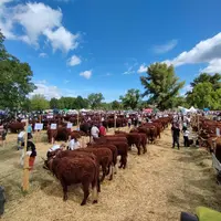 Le concours interdépartemental s'est déroulé à Brassac-les-Mines où 36 élevages ont présenté des animaux.
