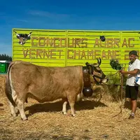 Le prix de championne femelle adulte a été décerné au Gaec Laubanie avec Narbonne.
