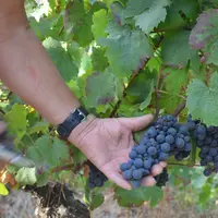 Les vendanges ont débuté le 14 août dans le Puy-de-Dôme, du jamais vu.