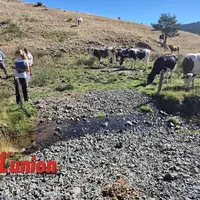 Des personnes face à des vaches.