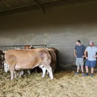 Quatre vaches aubrac dans le bâtiment, leur propriétaire et deux techniciens.