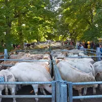 Foire aux broutards 2025 de Marcillat-en-Combraille