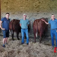trois éleveurs dans un bâtiment agricole près de deux vaches salers de dos