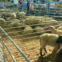 agneaux à la Foire de Marcillat-en-Combraille