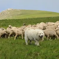 Plus de 300 000 ovins font partie d'un groupement pastoral dans le massif alpin