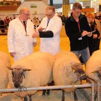 Le prix de championnat laines mâles en laine a été remporté par Didier Foubert de Bazougers (53)