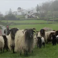 La Ferme Aozteia a déjà fait parrainer toutes ses brebis.