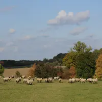 L'automne fournit une herbe à forte valeur nutritive, à condition d'avoir des précipitations. Ici, un troupeau pâture en Auvergne