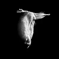 « Regards » de Patrick Domeyne