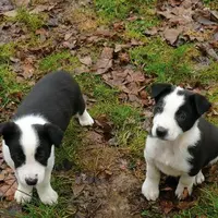Chiots border-collie âgés de sept semaines. Celui de droite s’est avéré beaucoup plus précoce au troupeau.