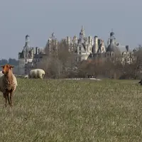 Les brebis solognotes vont valoriser les espaces herbues du parc du château de Chambord.
