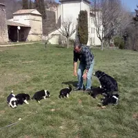 Un chien de race bergère issu d'une lignée d'animaux de travail a le plus de chance de donner satisfaction.