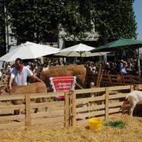 Les bovins sur les Champs (Nature Capitale - Une création de Gad Weil)