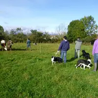 Selon les départements et les aides, les formations au dressage du chien de troupeau coûtent entre 0 et 80 euros par jour.