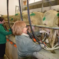 La race Lacaune, qui forme 60 % des brebis contrôlées, reste la plus productive avec 330 litres de lait produits pendant les 173 jours de traite.