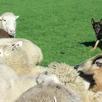 Le chien de conduite, ici un kelpie, sera d’autant plus obéissant s’il assimile des mots plutôt que des gestes