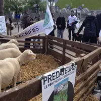 Les éleveurs ovins sont appelés à se mobiliser les 25, 26 et 27 novembre 2014.