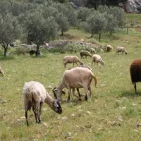 L'élevage ovin est très présent dans ce pays montagneux au climat méditerranéen.
