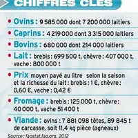 Le département d’Aetolia-Acarnania compte un million de brebis, soit plus de 10 % du cheptel grec.