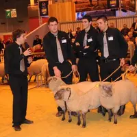 Concours Mouton Vendéen lors du SIA 2010