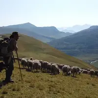 Entre mai et octobre, Gaëtan Même veille sur un troupeau de plus de 1 400 brebis.
