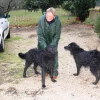 Deux bergers de Crau mâles, Loustic et Zoom.