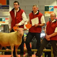 La race Rouge de l'Ouest en concours