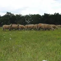 Les conditions de paturage cet été sont très avriables d'une région à l'autre. Ici le troupeau du Mourier (87) fin juillet, après 67 mm de pluie.