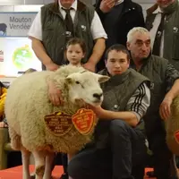 la race Texel