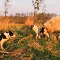 Avec des moutons de plein air peu grégaires. Le border collie a d'abord été créé et sélectionné pour regrouper ce type d'animaux.