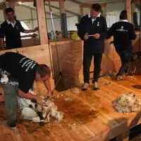 L'épreuve de tonte aux Ovinpiades 2014