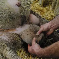 Un bélier sain doit avoir les deux testicules de même taille.
