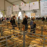 Les ventes de reproducteurs vont bon train.