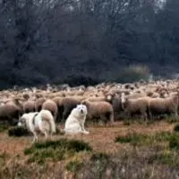 Gérer six à huit chiens de protection s’avère plus compliqué qu’en gérer deux dans un troupeau.