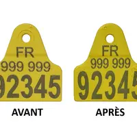 Ovimars avant et après