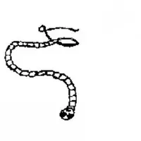 Remettez son nom à chaque parasite : Ténia - Douve - Ascarides