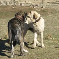 Des Mastiffs espagnols