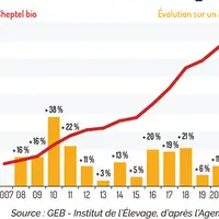 Le cheptel de brebis laitières bio a triplé en dix ans.