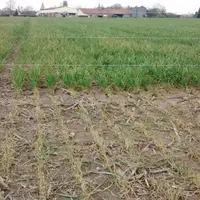 Le passage des brebis raccourcit fortement la hauteur des céréales, sans compromettre les rendements.
