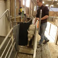 Une fois l'animal bloqué entre la paroi fixe et la paroi mobile, Thomas observe d’abord le poids indiqué sur l’écran. Les panneaux souples réduisent l