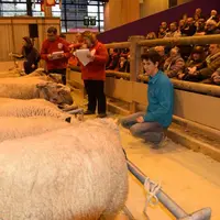 Le ring ovin bien animé par les épreuves des ovinpiades