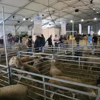 L'internalisation du Sommet de l'élevage s'est fait sentir dans le hall ovin du fait des ovinpiades des jeunes bergers ayant entraîné la visite de nom