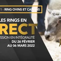Les animations, concours et présentations du ring ovin du Salon de l'agriculture sont à suivre en direct puis en replay sur la chaîne YouTube du SIA.