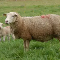 Le chiffre d'affaires de la viande ovine bio a connu une croissance de 50 % en six ans.