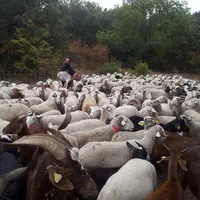 Grace à la convergence des aides, au paiement redistributif et au maintien de l’ICHN, les éleveurs de petits ruminants toucheraient en moyenne un peu