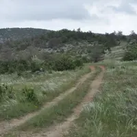 Sur le Larzac, les pelouses
sèches cèdent d’année en année
du terrain au profit du buis, du
pin sylvestre et du chêne blanc.
La disparition de ces